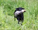 20170603-shrw-2018