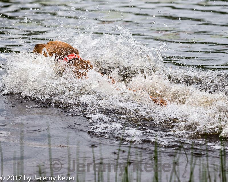 20170603-shrw-0211.jpg