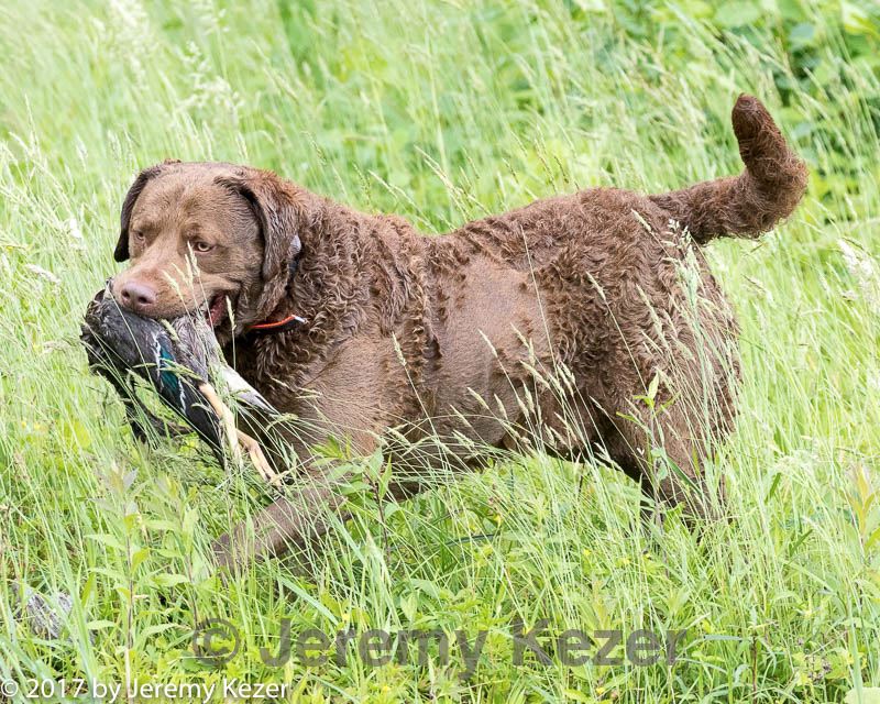 20170603-shrw-1701.jpg