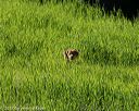 20170604-seal-0015