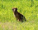 20170604-seal-0420