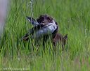 20170604-seal-0509