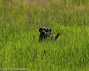 20170604-seal-0577