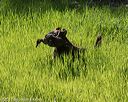 20170604-seal-0603