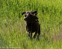20170604-seal-0611