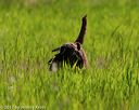 20170604-seal-0637