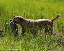 20170604-seal-0797