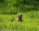20170604-seal-0911