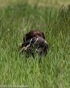 20170604-seal-1013