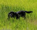 20170604-seal-1077