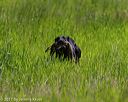20170604-seal-1167