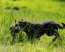 20170604-seal-1209