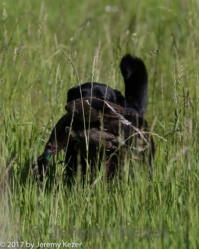 20170604-seal-0032.jpg