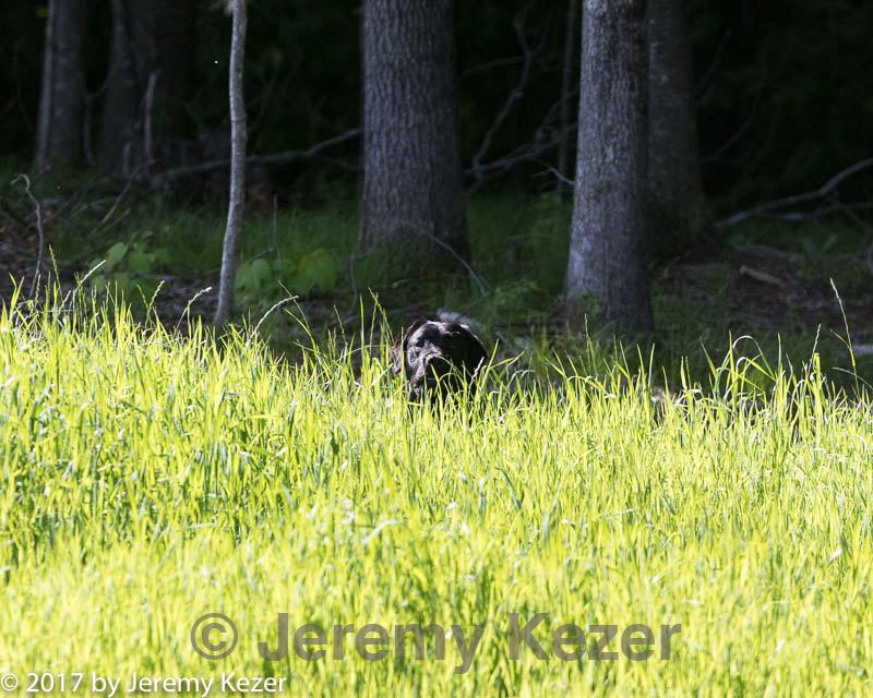 20170604-seal-0040.jpg