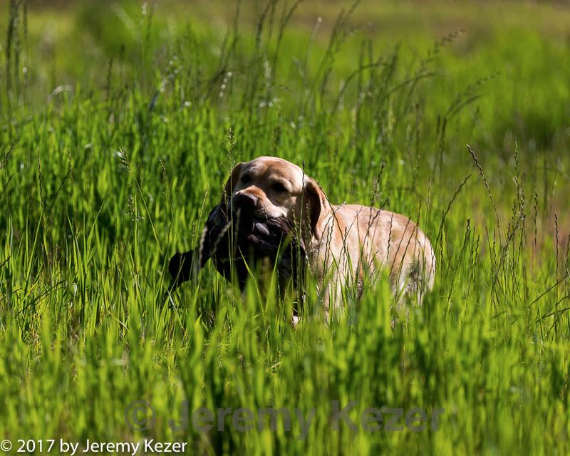 20170604-seal-0127.jpg
