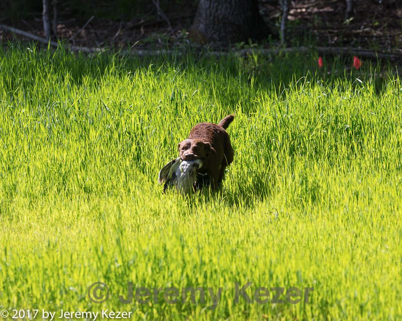 20170604-seal-0469.jpg