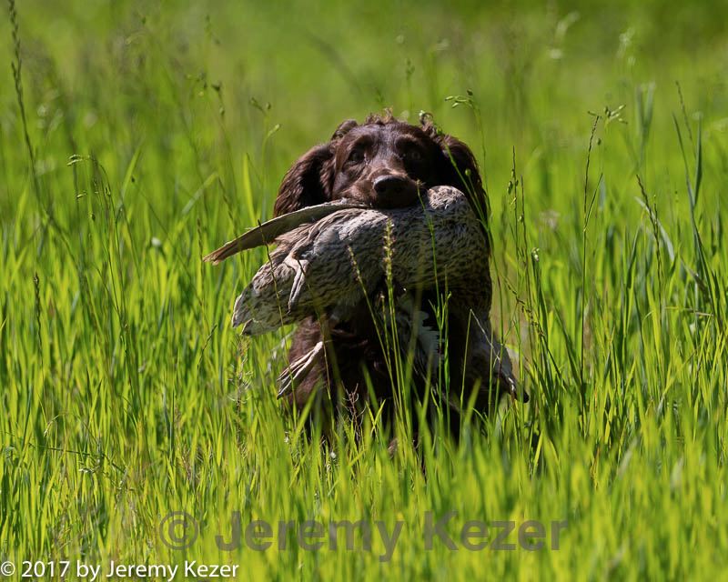 20170604-seal-0557.jpg
