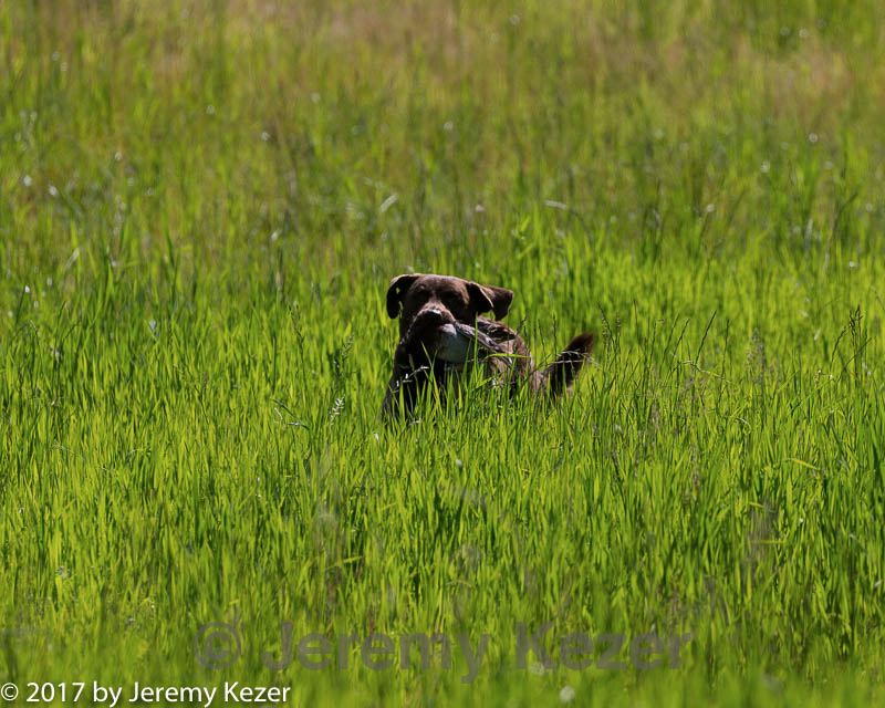 20170604-seal-0577.jpg
