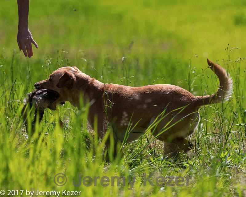 20170604-seal-0877.jpg