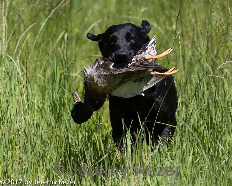20170604-seal-1235.jpg
