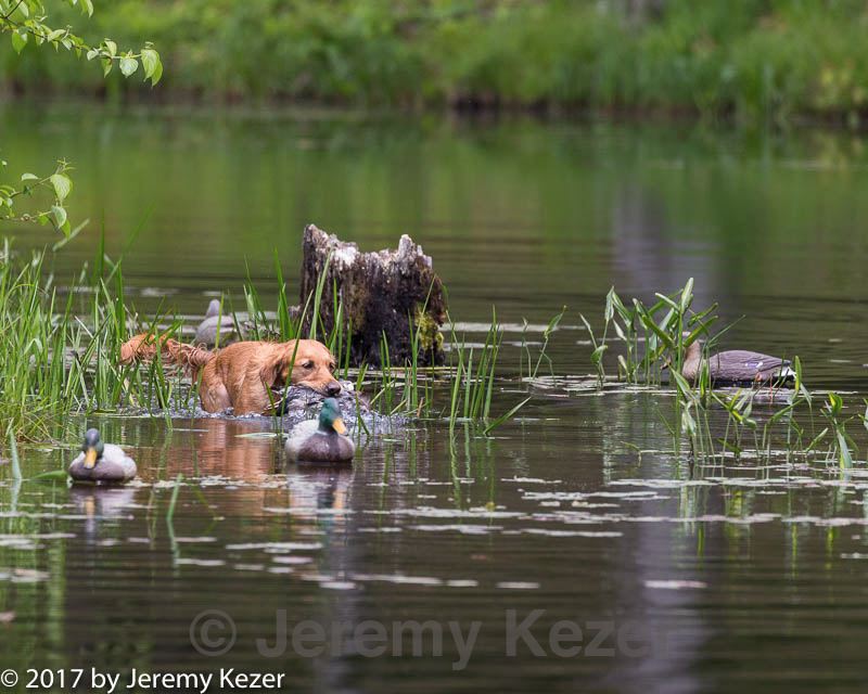 20170604-seaw-0014.jpg