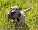 20170716-wcl-0015
