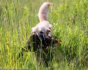 20170716-wcl-0032