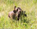 20170716-wcl-0193