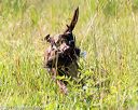 20170716-wcl-0196