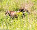 20170716-wcl-0212