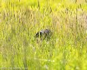 20170716-wcl-0282