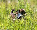 20170716-wcl-0394
