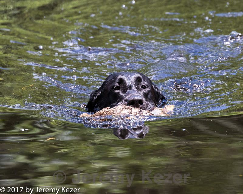 20170716-wcw-0135.jpg