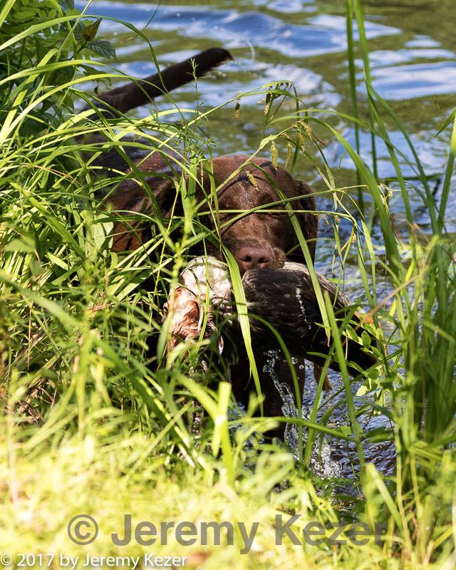 20170716-wcw-0976.jpg