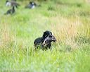 20170805-mh1-0471