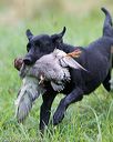 20170805-mh1-1242
