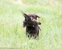 20170805-mh1-1862