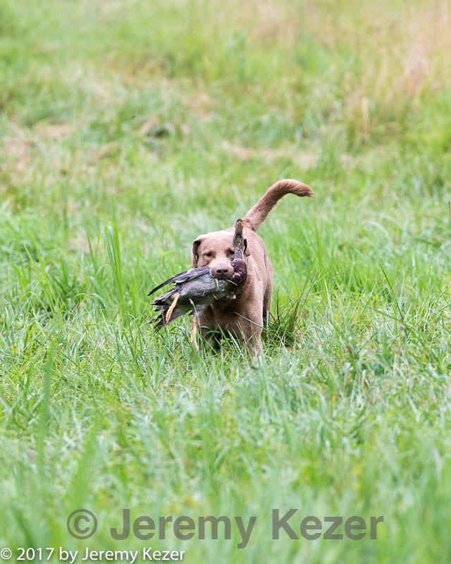 20170805-mh1-1722.jpg