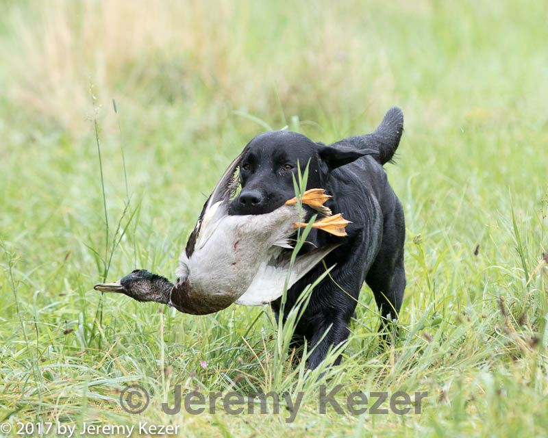 20170805-mh1-2480.jpg