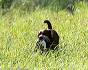 20170805-mh2-0221