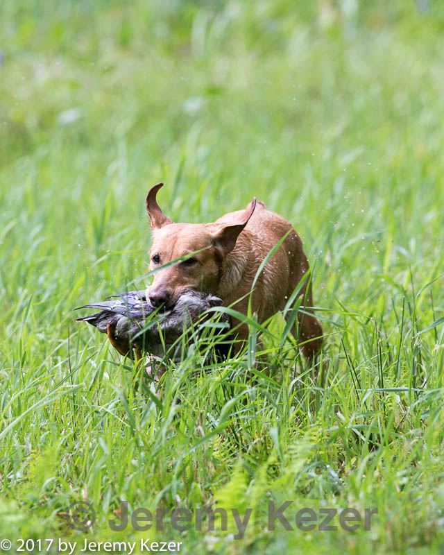 20170805-mh2-0050.jpg