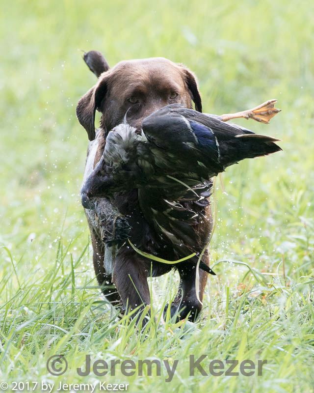 20170805-mh2-0239.jpg