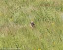 20170806-jhl-0515