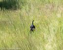 20170806-jhl-0946