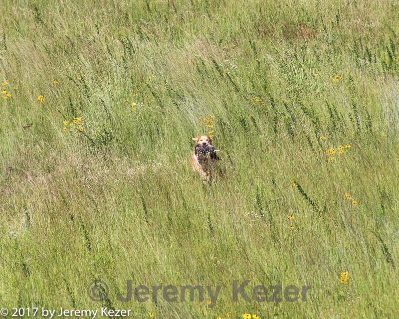 20170806-jhl-0515.jpg