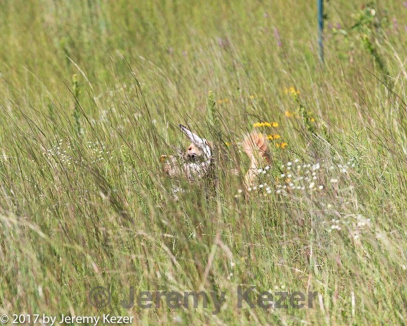 20170806-jhl-0615.jpg