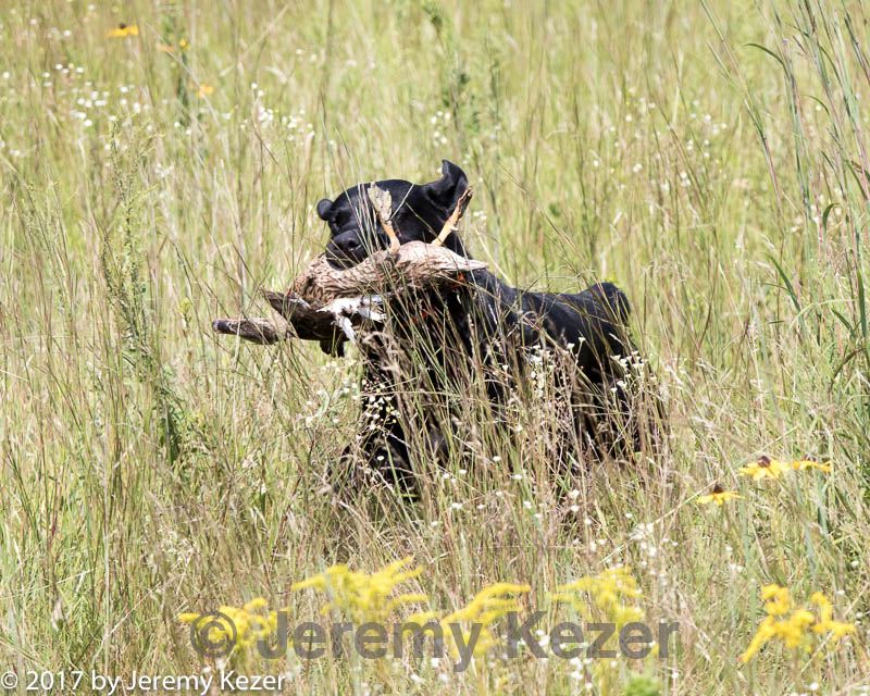 20170806-jhl-0690.jpg