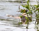 20170806-jhw-0339