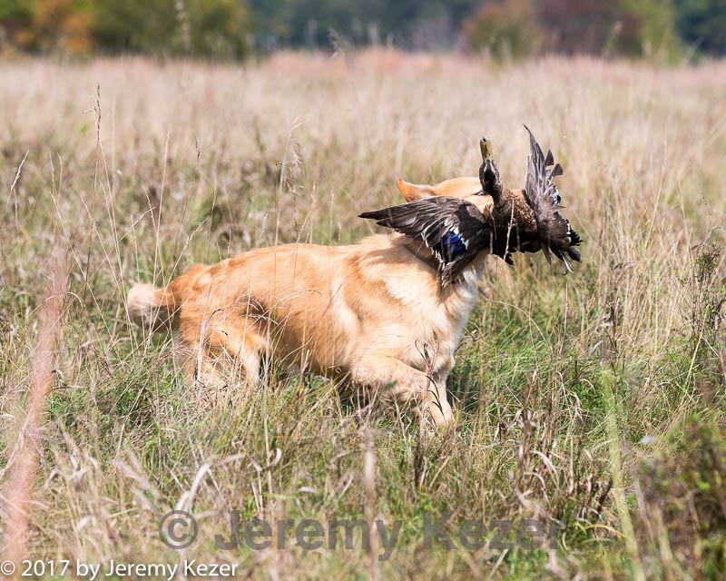 20171007-wcl-0312.jpg