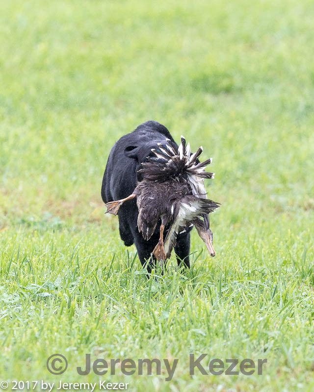 20171008-wcl-0595.jpg